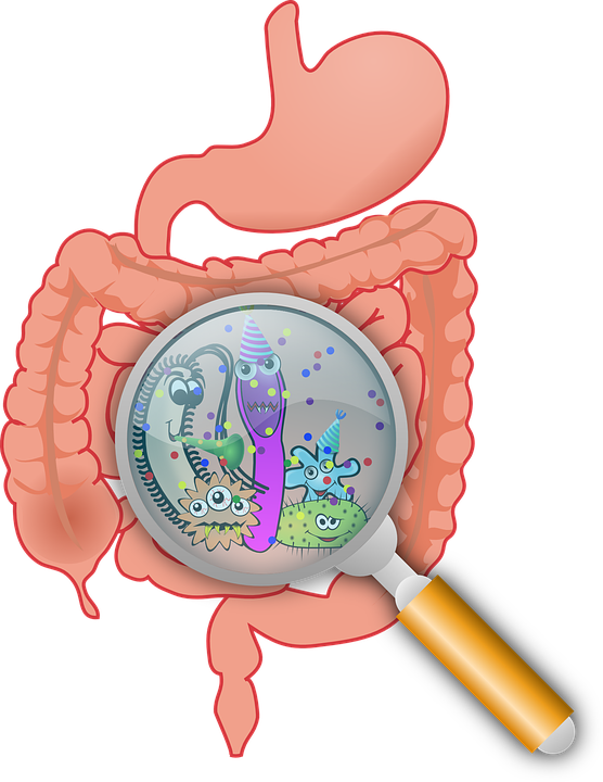 The Importance of Gut Health for Older Adults