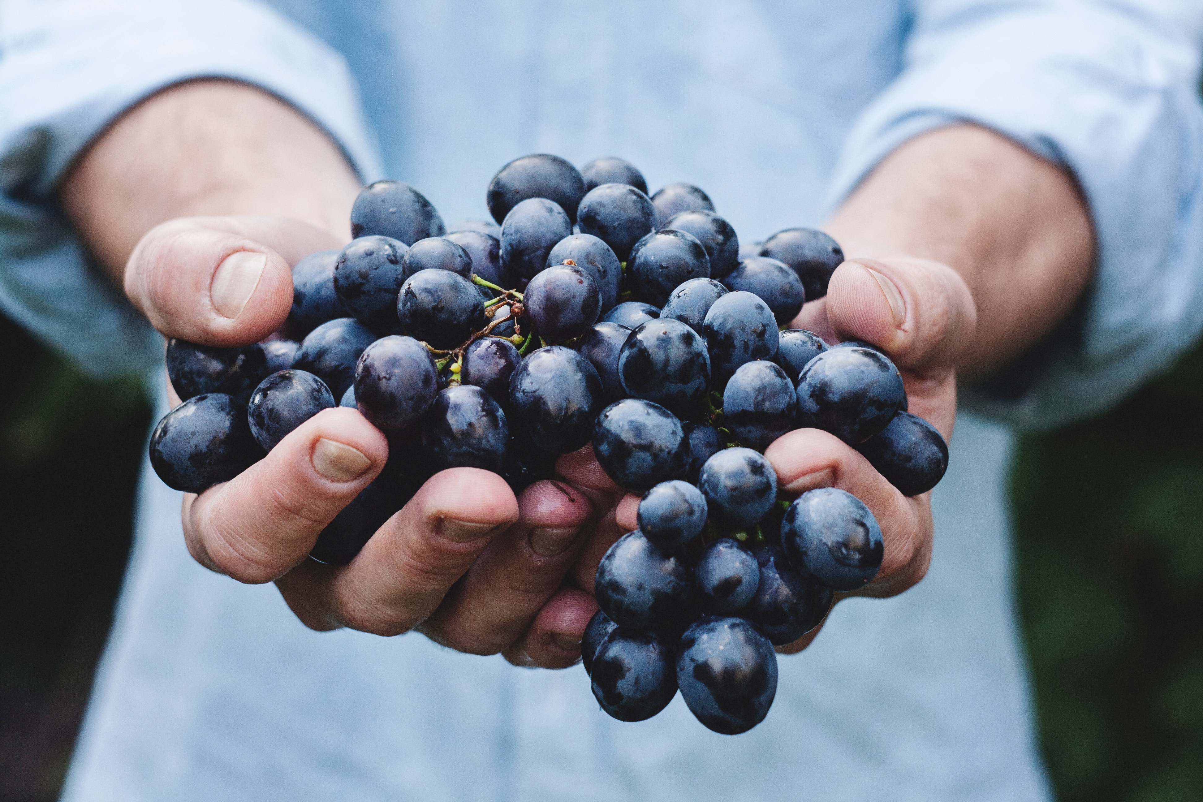 benefits of grapes for seniors